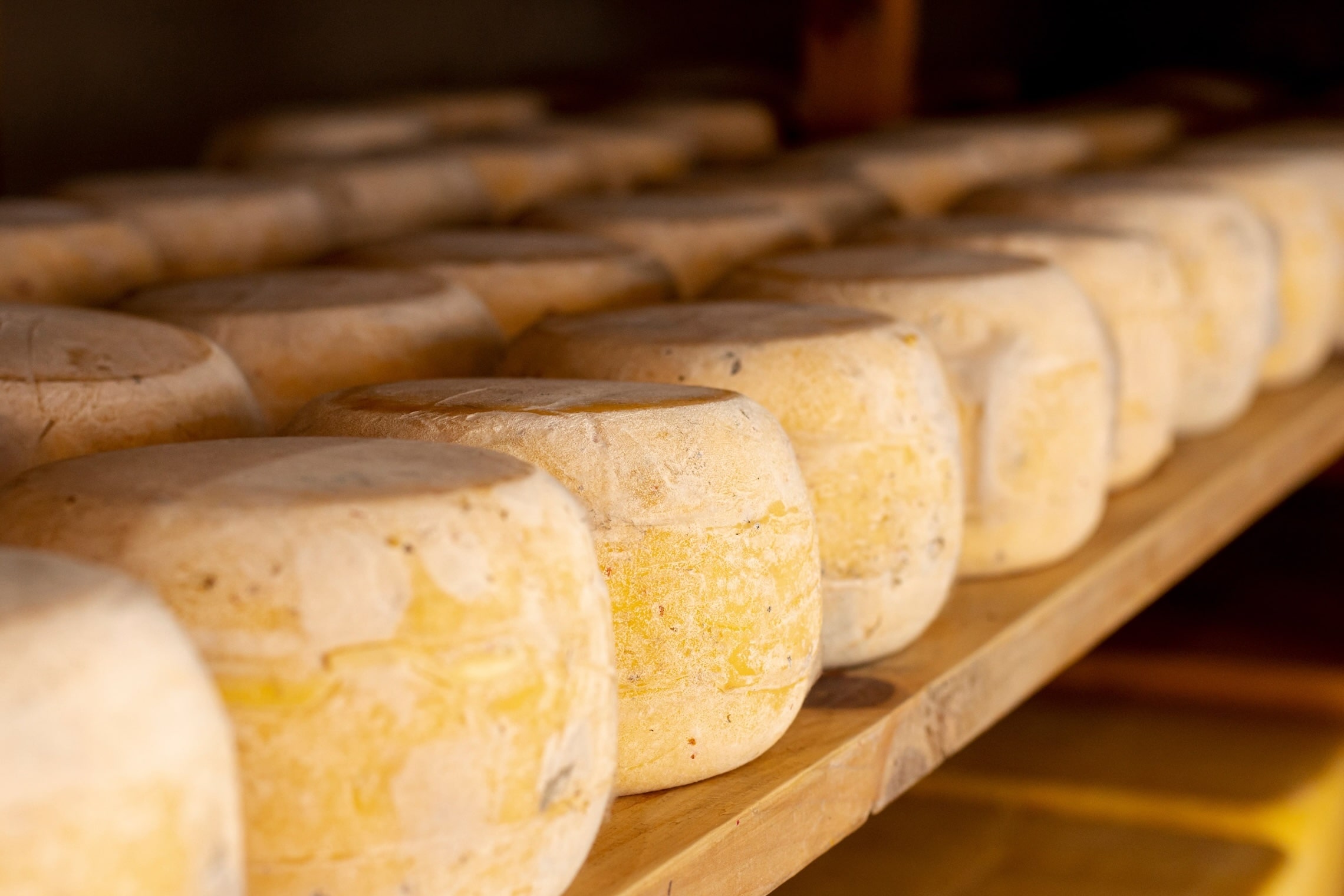 Calza Clemente, leader in the production of rennet paste and additives for the food industry and dairy industry.
